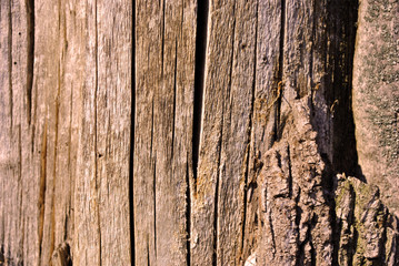 Tree cracked old brown-red trunk, vertical background texture close up detail