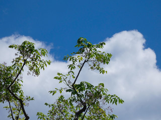 Nubes sobre Cielo azul, fotografía realizada en primavera