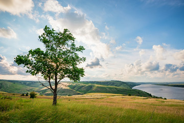 Lonely tree in summer steppe with lake beautiful landscape