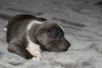 Staffordshire bull terrier puppy at 4 weeks old