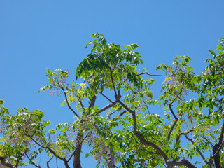 árboles y hojas de árbol sobre cielo azul