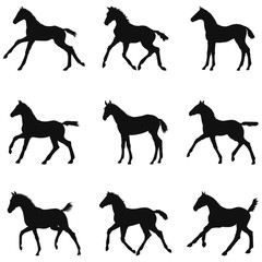 Illustrations set silhouettes of small foals