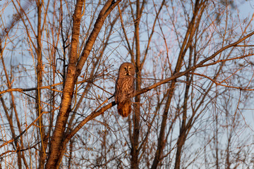 Beautiful owl, great design for any purposes. Animal world. Wild bird at sunset