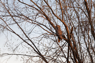 Beautiful bearded owl in the evening forest on bare branches, great design for any purposes. Animal world. Wild bird at sunset