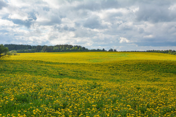 Obraz premium Lovely dandelions on a field under a cloudy sky