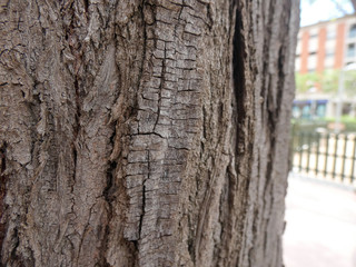 Corteza de tronco de árbol, árbol de ciudad