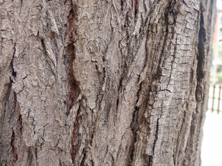 Corteza de tronco de árbol, árbol de ciudad