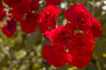 Rosas rojas con el fondo de hojas verdes