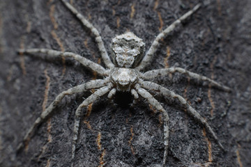A large long-legged spider clung to the bark of a tree. Macro, selective focus