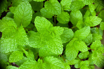 Sweet Mint Herb