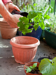 Gardening activity on the sunny balcony  -  repotting the plants Geranium, Pelargonium, pepper plants, squash seedlings and young cucumber plants.