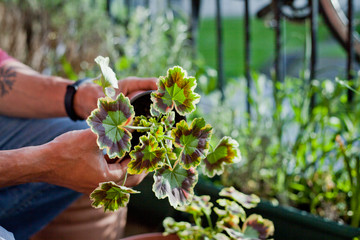 Gardening activity on the sunny balcony  -  repotting the plant Three-coloured Geranium - Pelargonium tricolour with decorative red, yellow and green leaves.