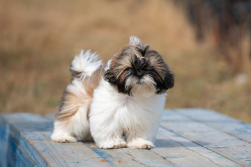 Portrait of brown and white Shih Tzu puppy dog - 270610948