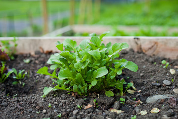 Arugula  -  rocket salad lettuce leaves growing in the vegetable garden with raised beds.