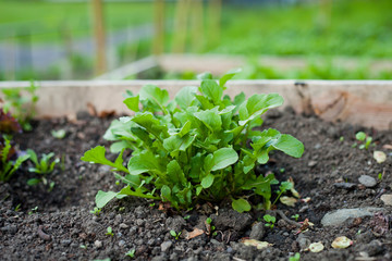 Arugula  -  rocket salad lettuce leaves growing in the vegetable garden with raised beds.