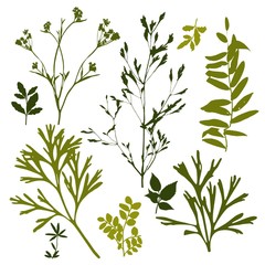 Set of silhouettes of botanical elements. Branches with leaves, herbs, wild plants, trees. Garden and forest collection of leaves and grass.  illustration on white background 