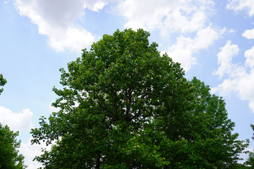 空をバックにそびえるユリノキ