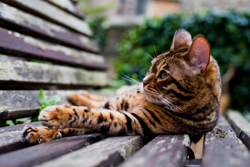 Bengal cat resting sleeping on the wooden bench in the garden.