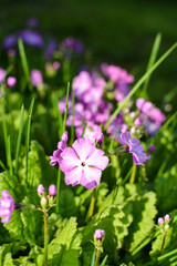 Motley primroses bloomed in the garden