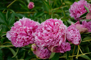 Pink flowers in the garden