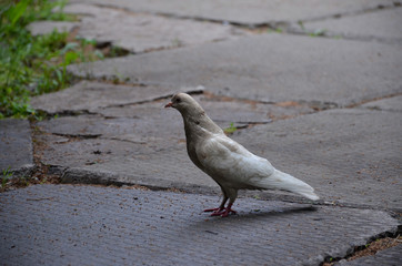 Pigeon