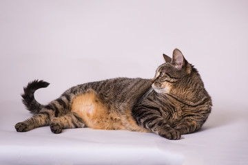 Gray and black tabby cat laying down relaxing looking at her tail  studio portrait 