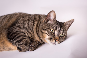 Gray and black tabby house cat resting paws turned under photographed in studio
