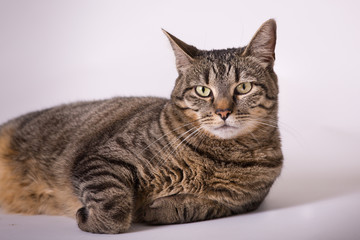 Fototapeta premium Close up house tabby cat looking at camera 