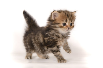 Little kitten on a white background