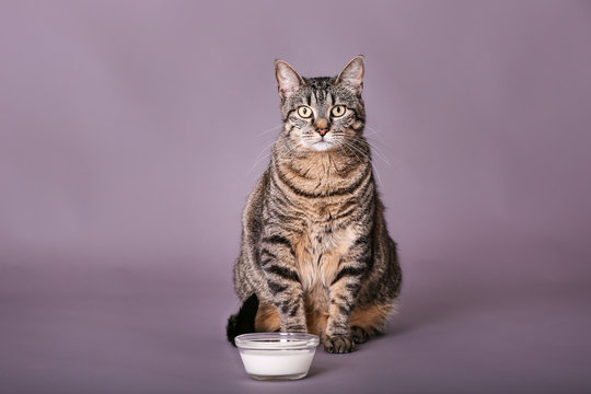 Portrait of cute gray and black tabby cat sitting by bowl of milk 