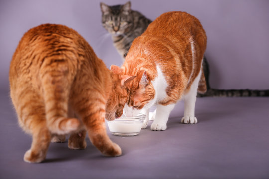 Multiple Cats Drinking Milk From A Glass Bowl In Studio