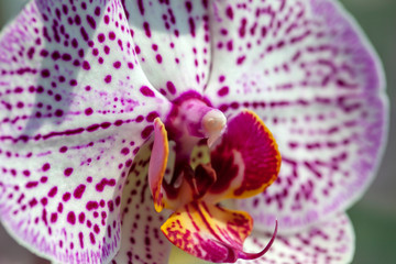 Closeup of phalaenopsis orchid flower, Phalaenopsis known as the Moth Orchid or Phal.