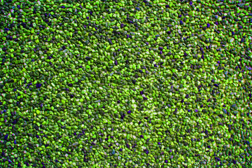 Turtle green pebbles create nice pattern, gravel texture