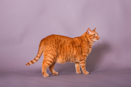 Orange Tabby House Cat Profile Portrait In Studio 