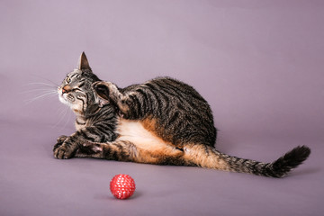 Gray and black tabby cat scratching behind her ear with back foot 