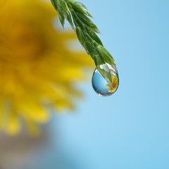Transparent drops hang on a spikelet of grass. Yellow dandelion flower background. Light blue background. Macro, selective focus