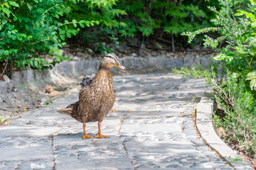 Wild duck in urban conditions