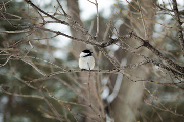 Chickadee Bird