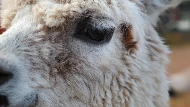 Close up of alpaca, a species of South American camelid, often confused with llama.
