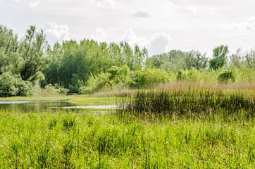 Wetlands in Petrovaradin near the city of Novi Sad by the river Danube