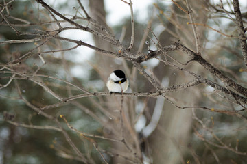 Little Chickadee Bird
