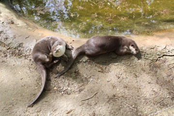 animal / loutre