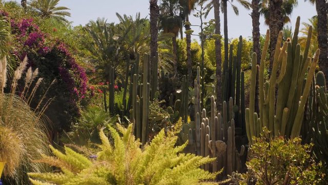 Jardine Majorelle In Marrakesh, Morocco, Africa, Yves Saint Laurent magic garden, flowers cactus trees background