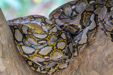 Head burmese python in body on stick tree at thailand