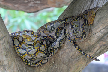 Head burmese python in body on stick tree at thailand