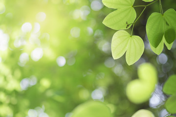 Closeup of nature green leaf and sunlight with greenery blurred background use as decoration ecology environment , fresh wallpaper concept. - Image
