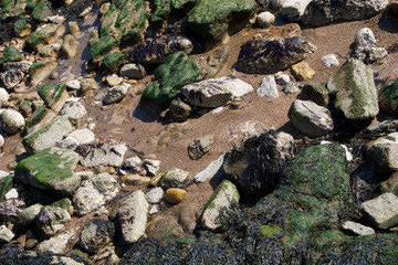 Fototapeta na wymiar Rock pools at low tide in Scarborough