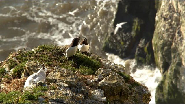 Two Razorbills Approaching a Herring Gull on a Cliff