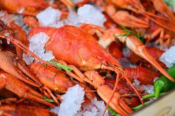 crayfish  on ice on the table