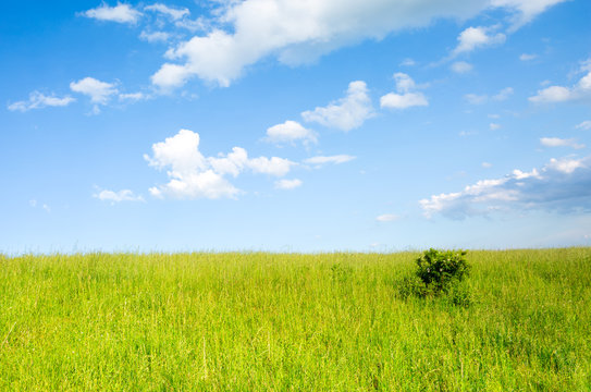 Green Grass and Blue Sky © lindahughes